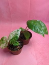 Alocasia Macrorrhiza Splash