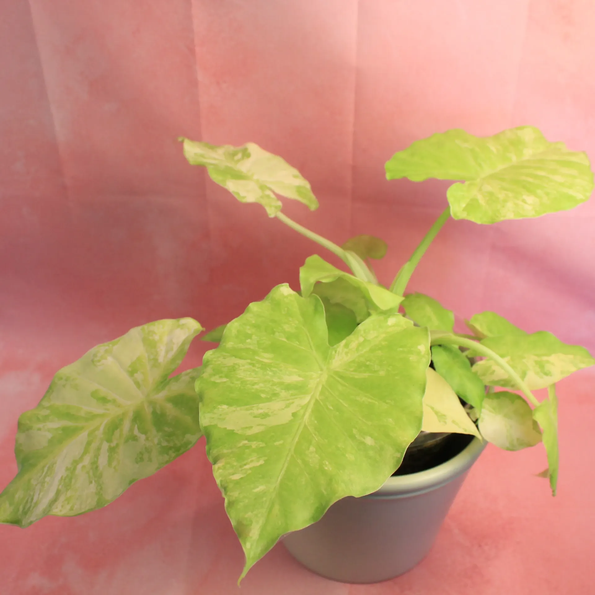 Alocasia Gageana Aurea