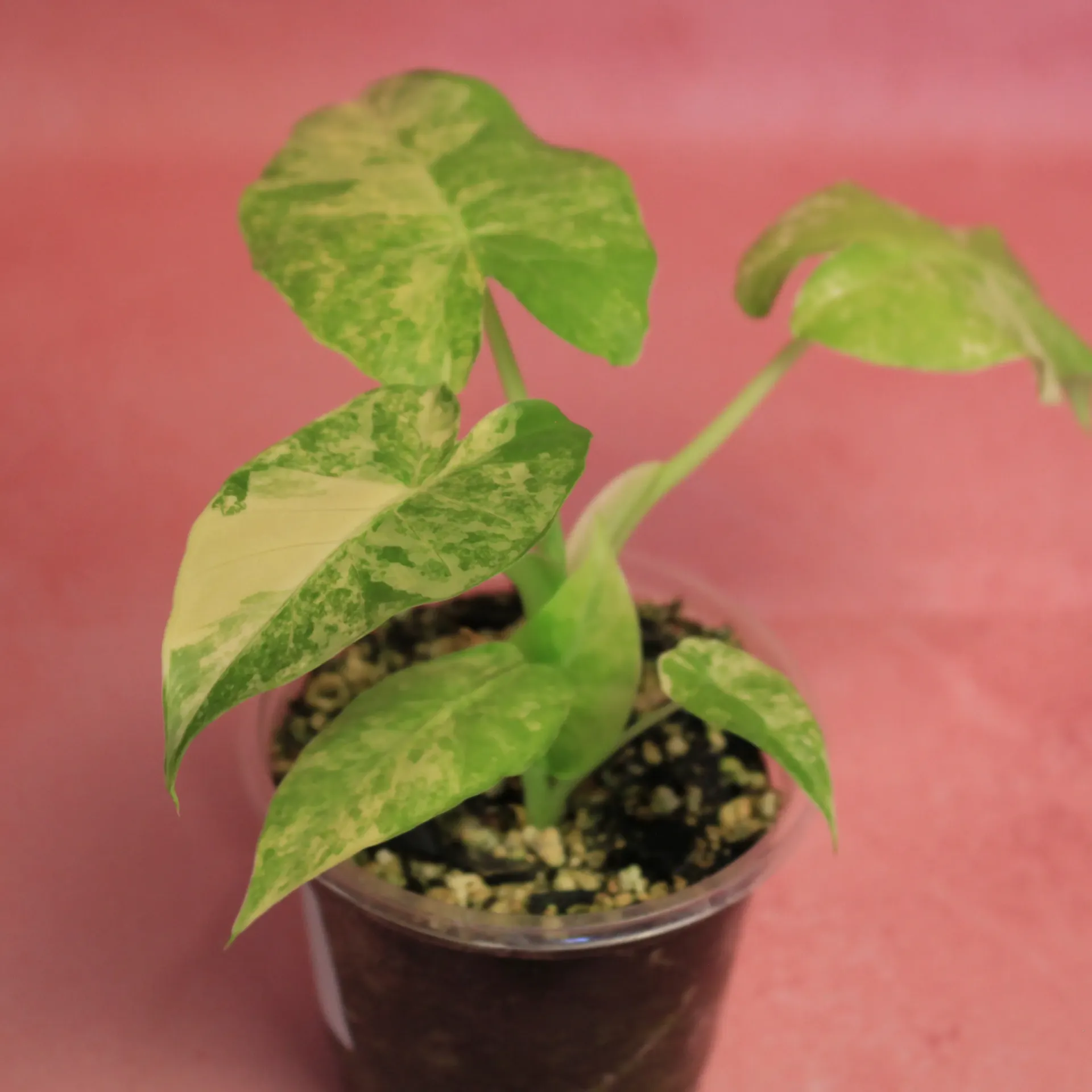 Alocasia Gageana Aurea