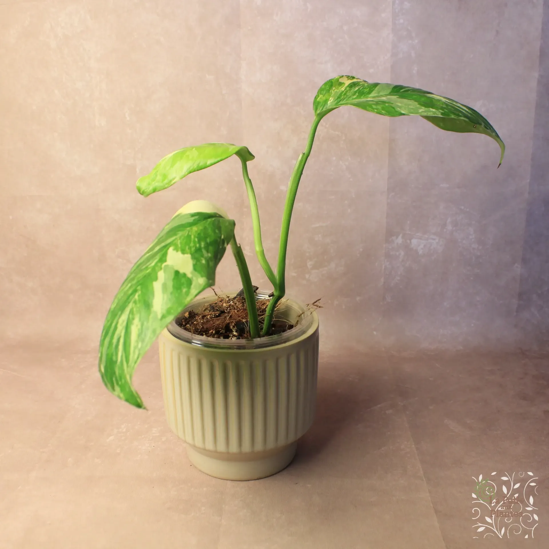 Monstera Lecheriana Vg