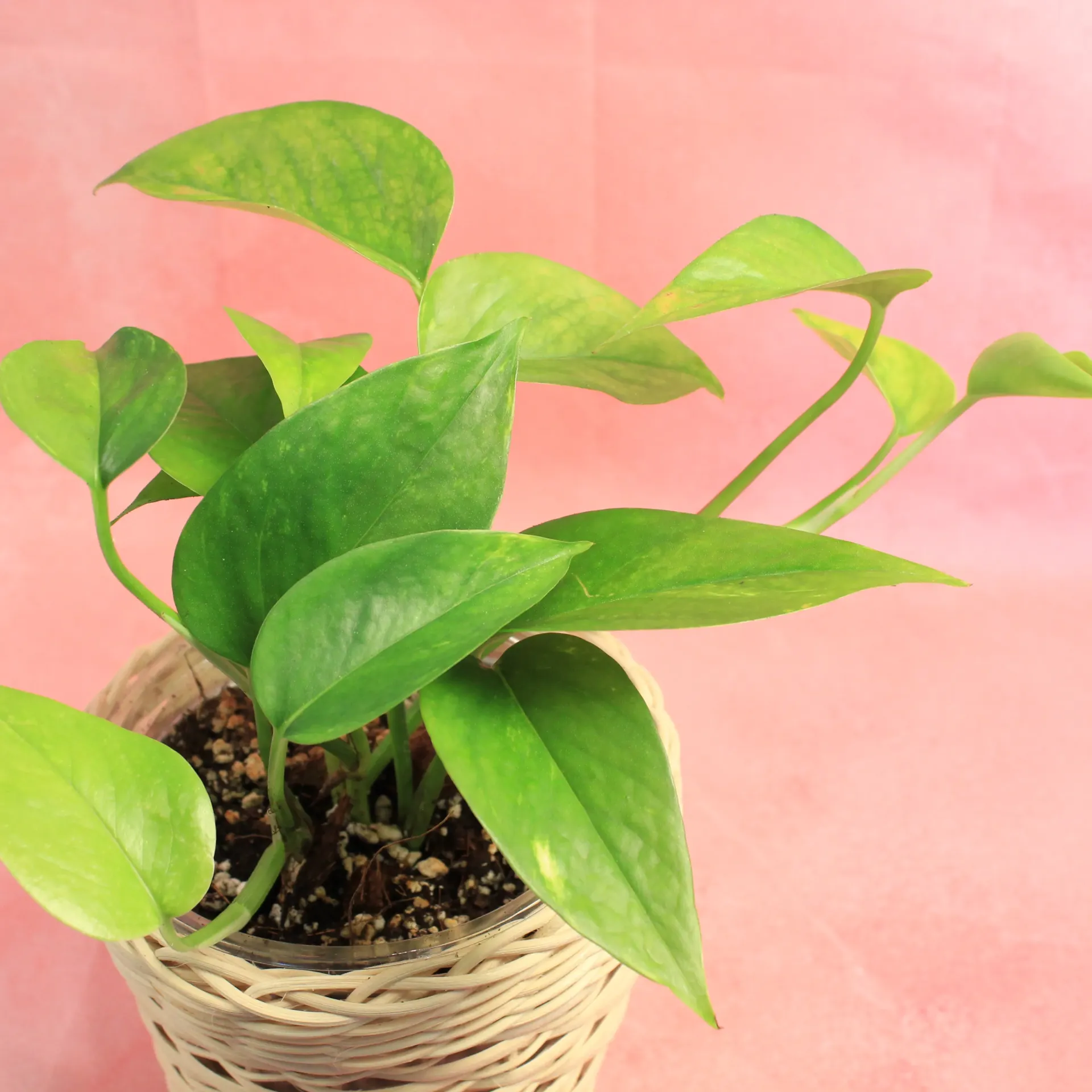 Pothos Golden