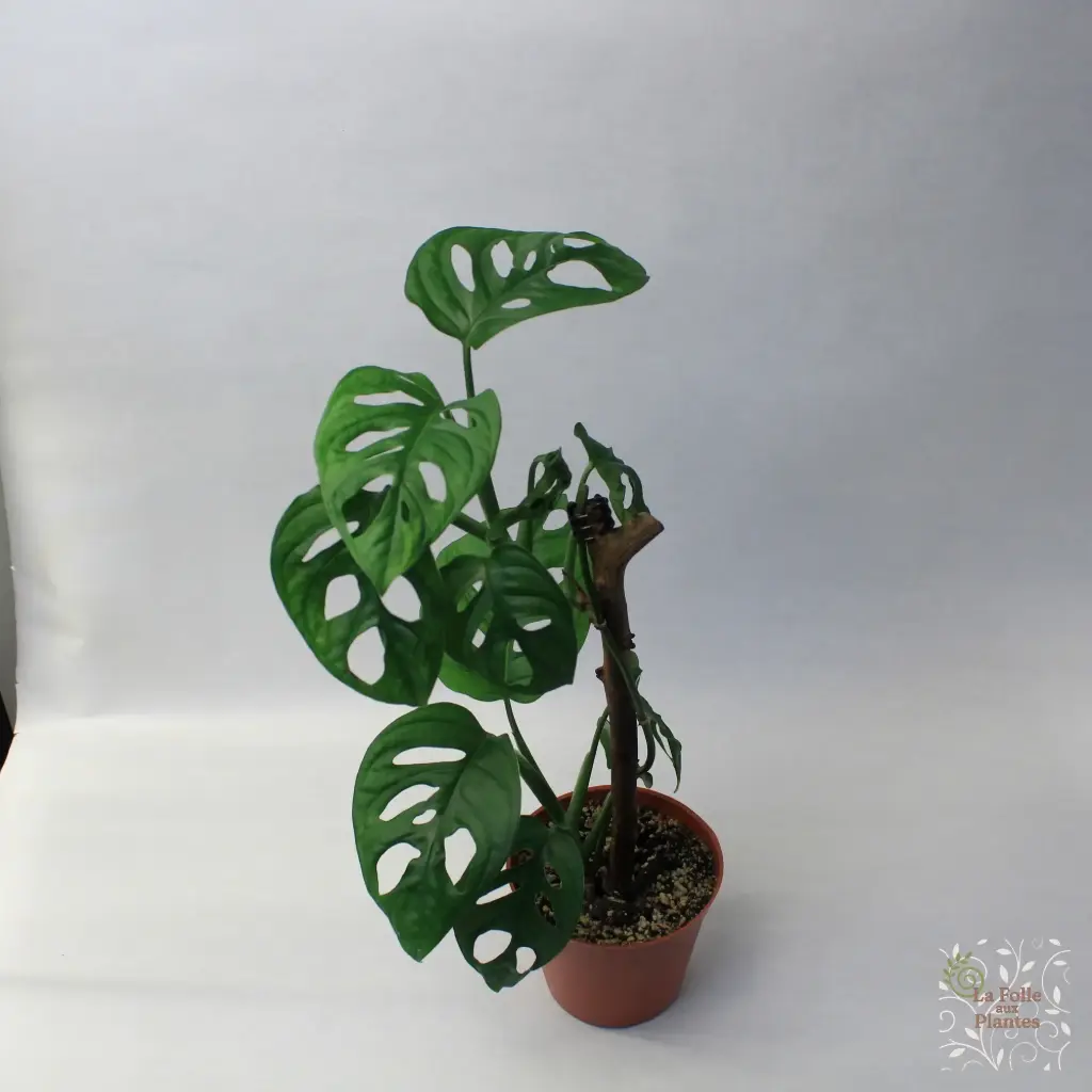 Monstera Adansonii (Climbing)
