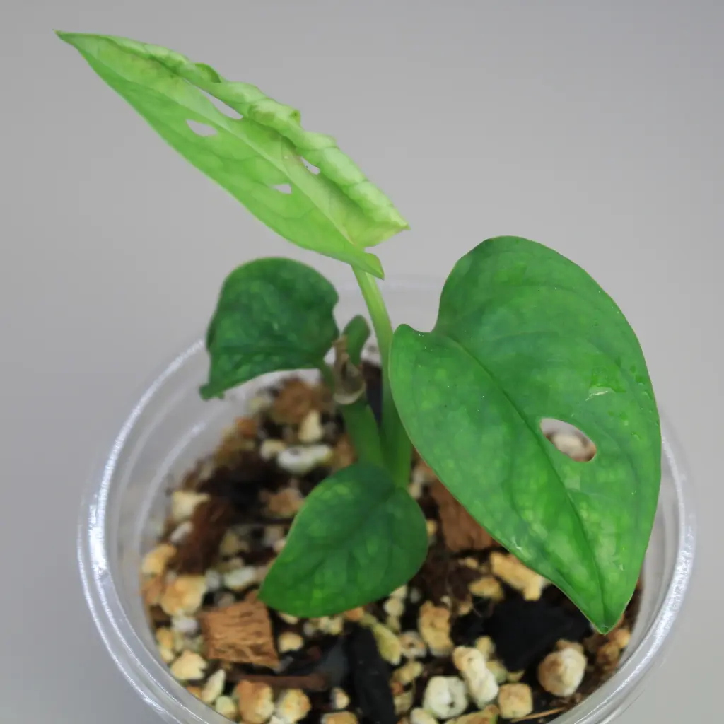 Monstera Adansonii