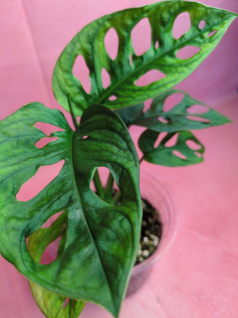 Monstera Adansonii