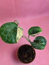Scindapsus no ID
