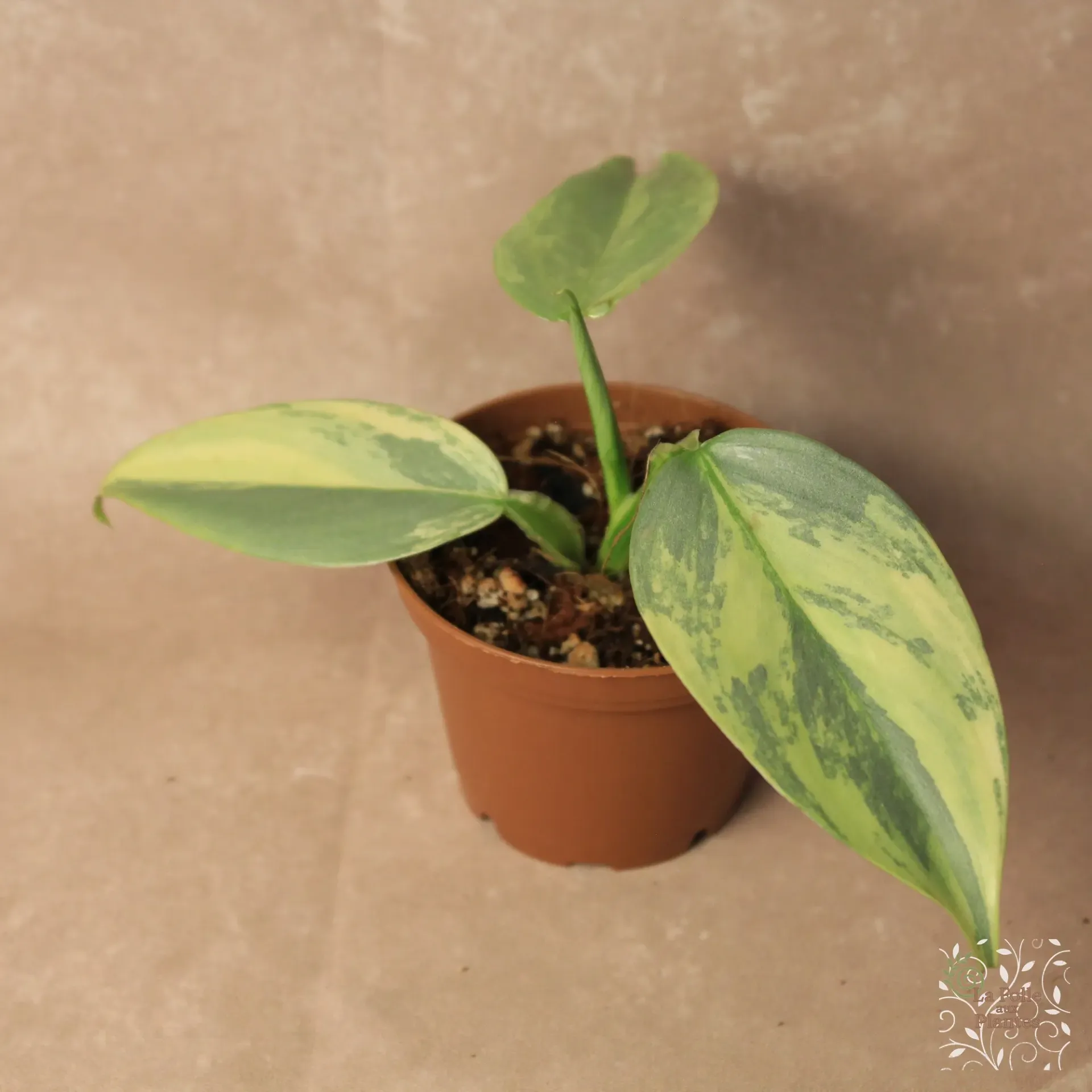 Philo Silver Sword Vg