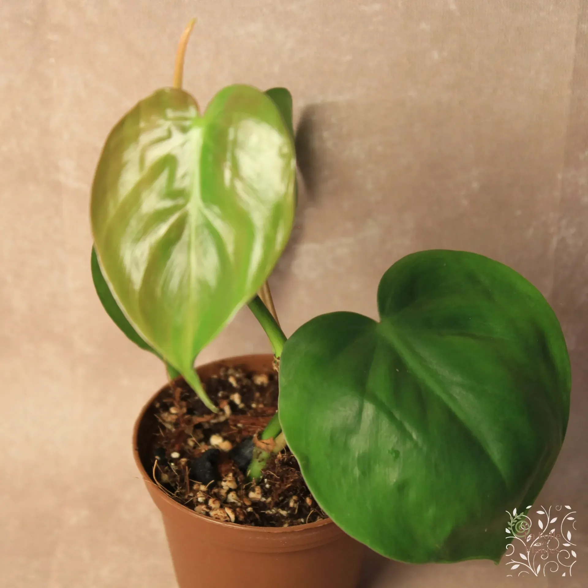 Philo Hederaceum Albo Vg