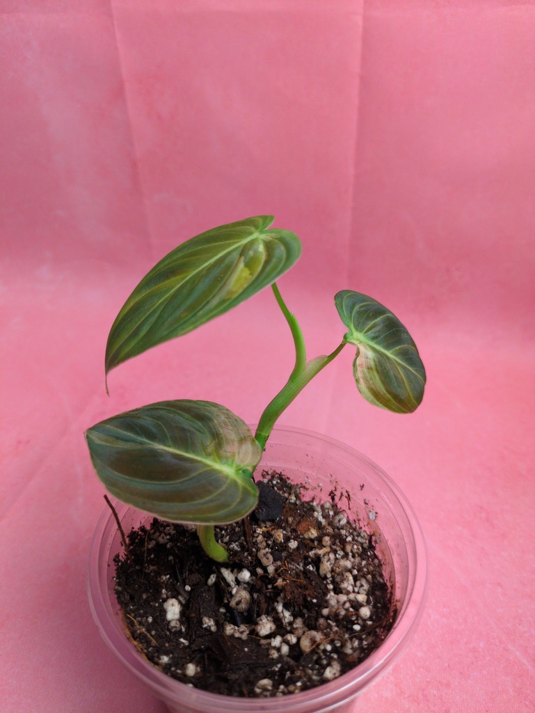 Philo Melanochrysum Vg