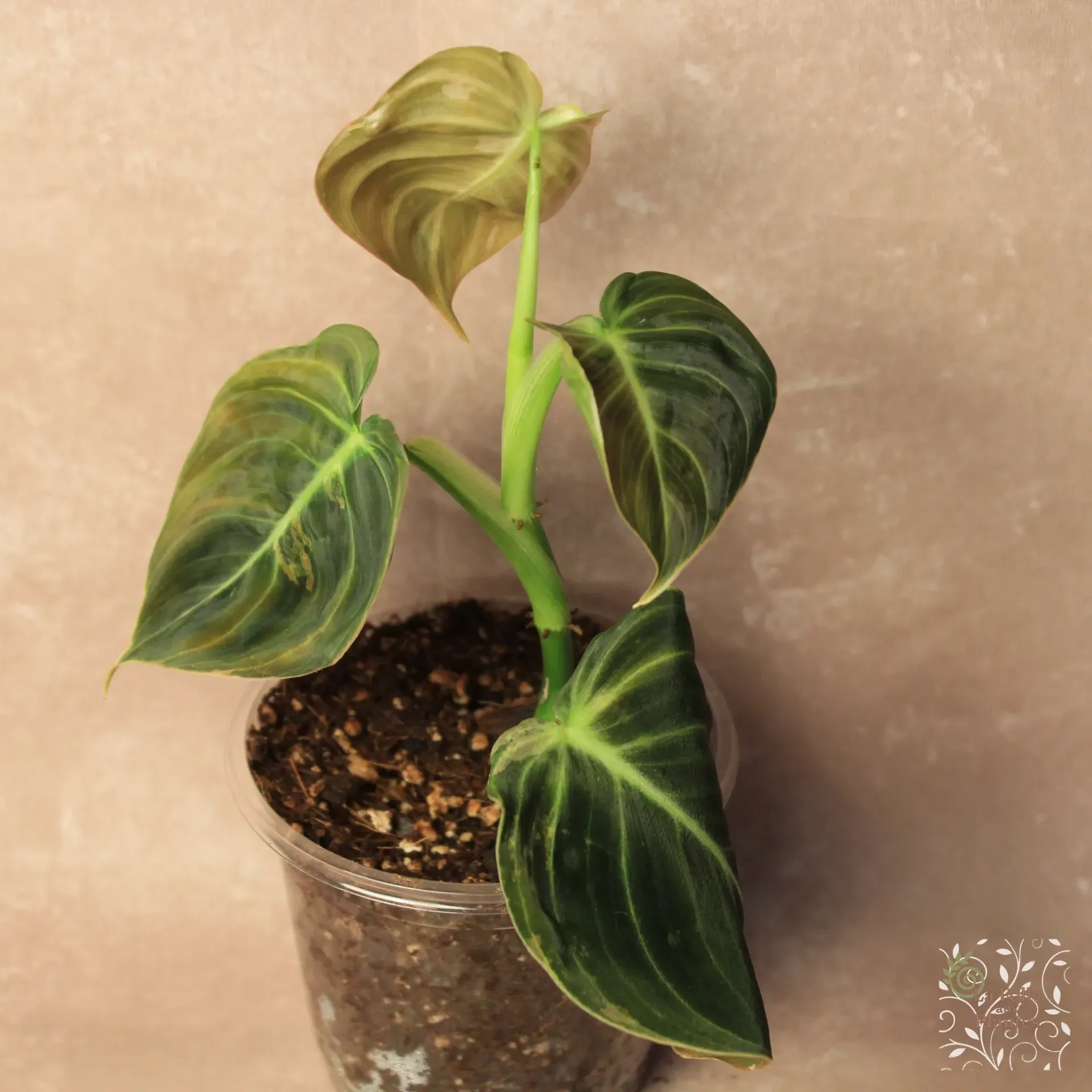 Philo Melanochrysum Vg