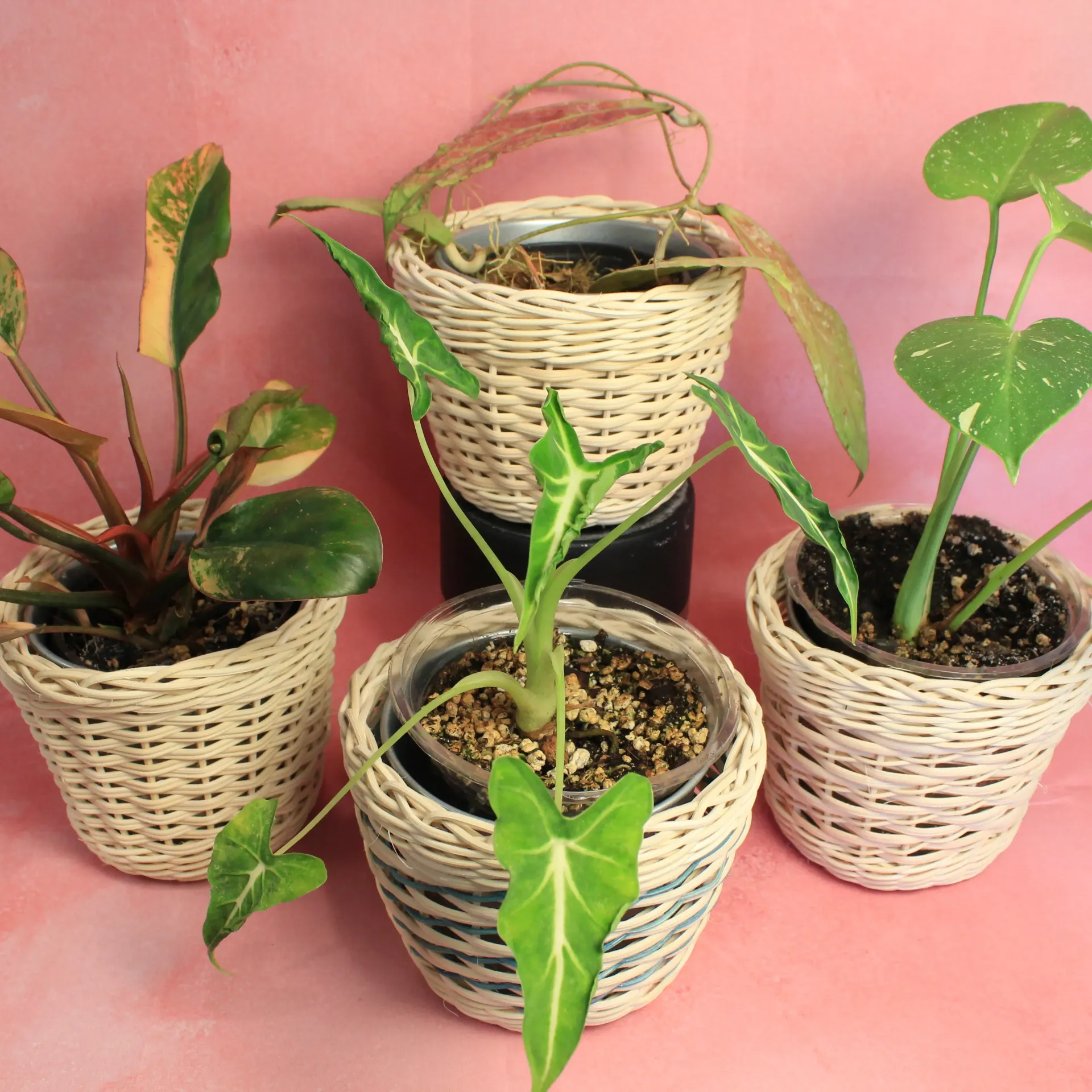Cache pot en rotin artisanal