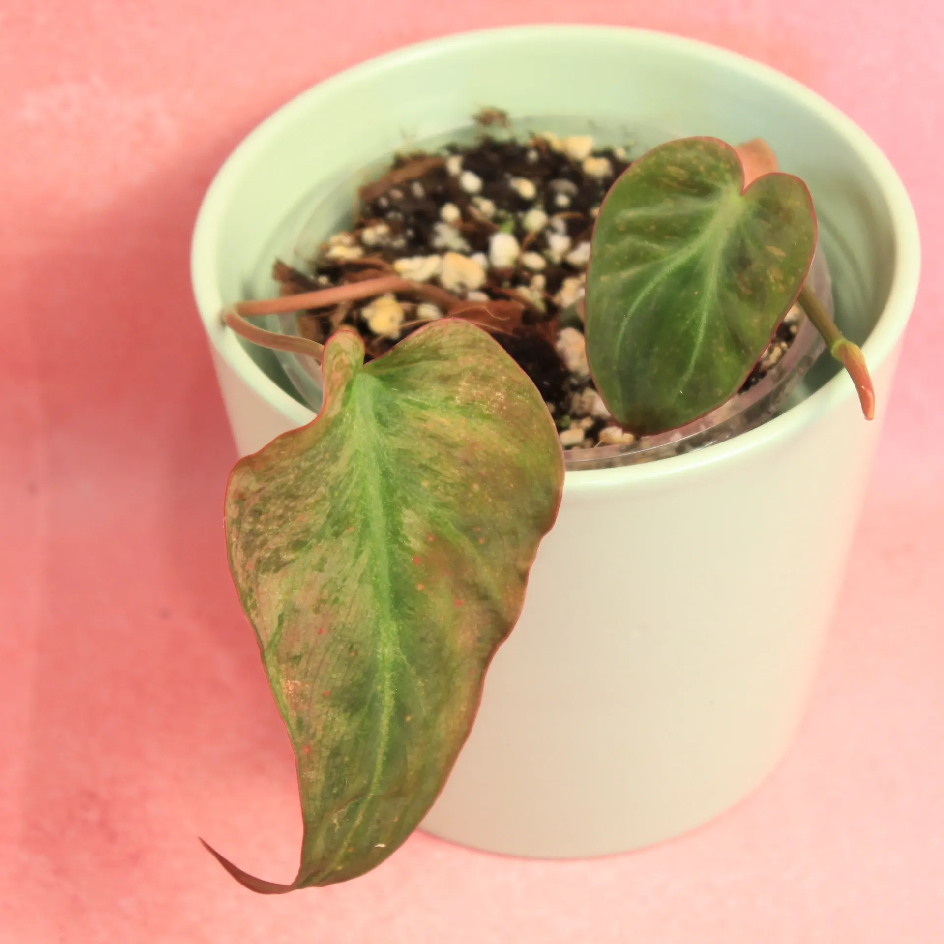 Philo Micans Mint
