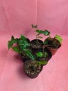 Alocasia Teletubbies