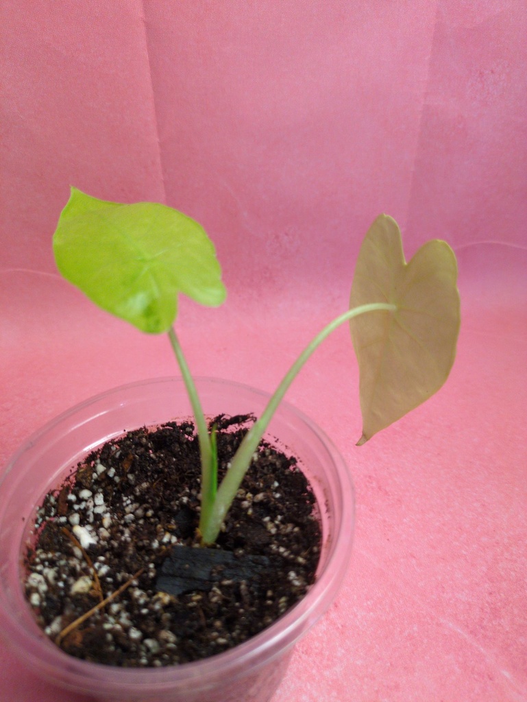 Alocasia Gageana Aurea (pups)