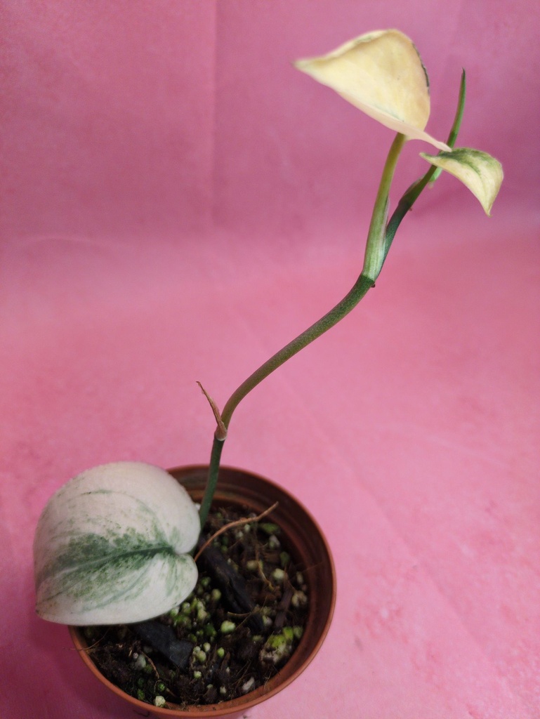 Scindapsus Mariposa (mutation)
