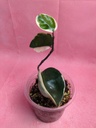 Hoya Krimson Queen