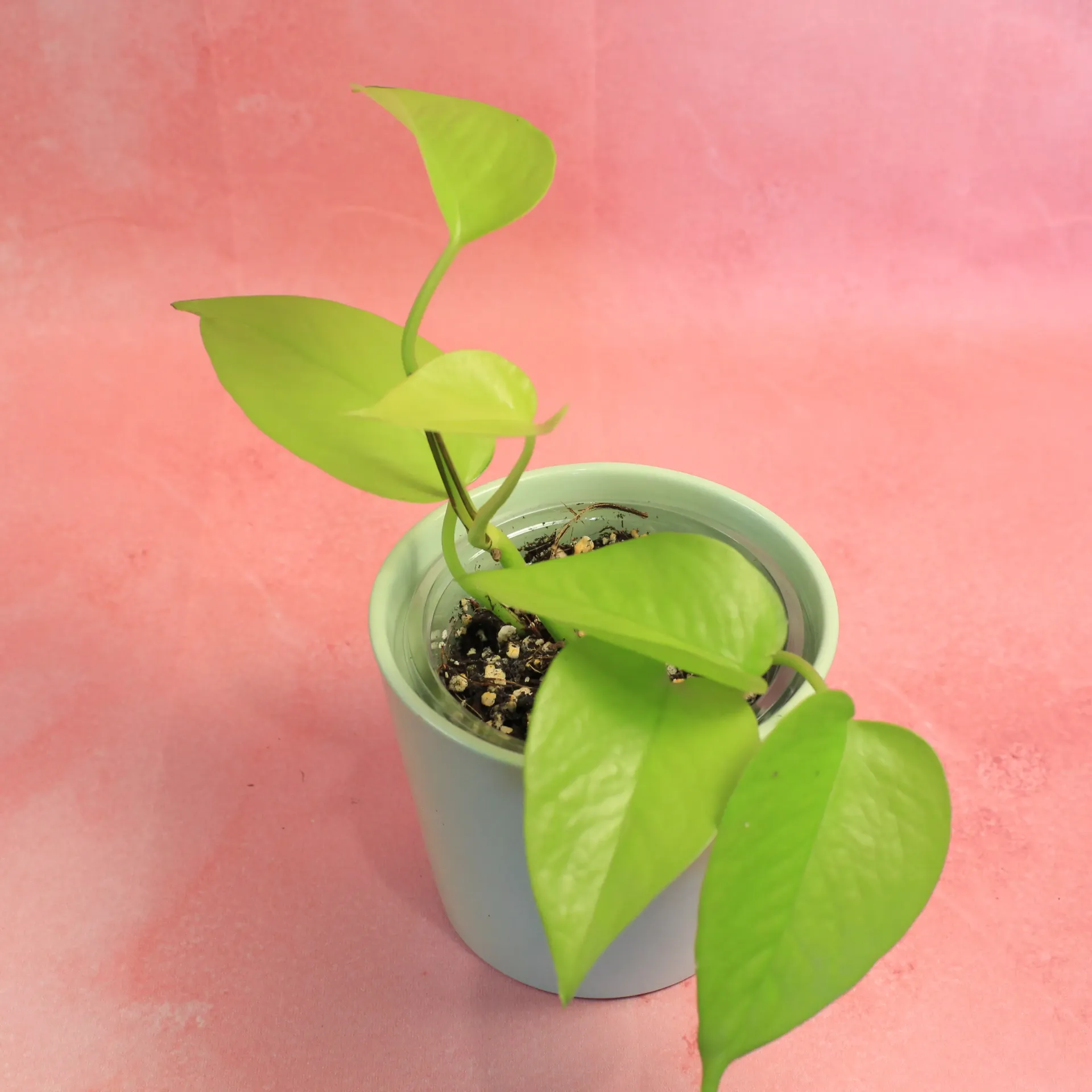 Pothos Neon