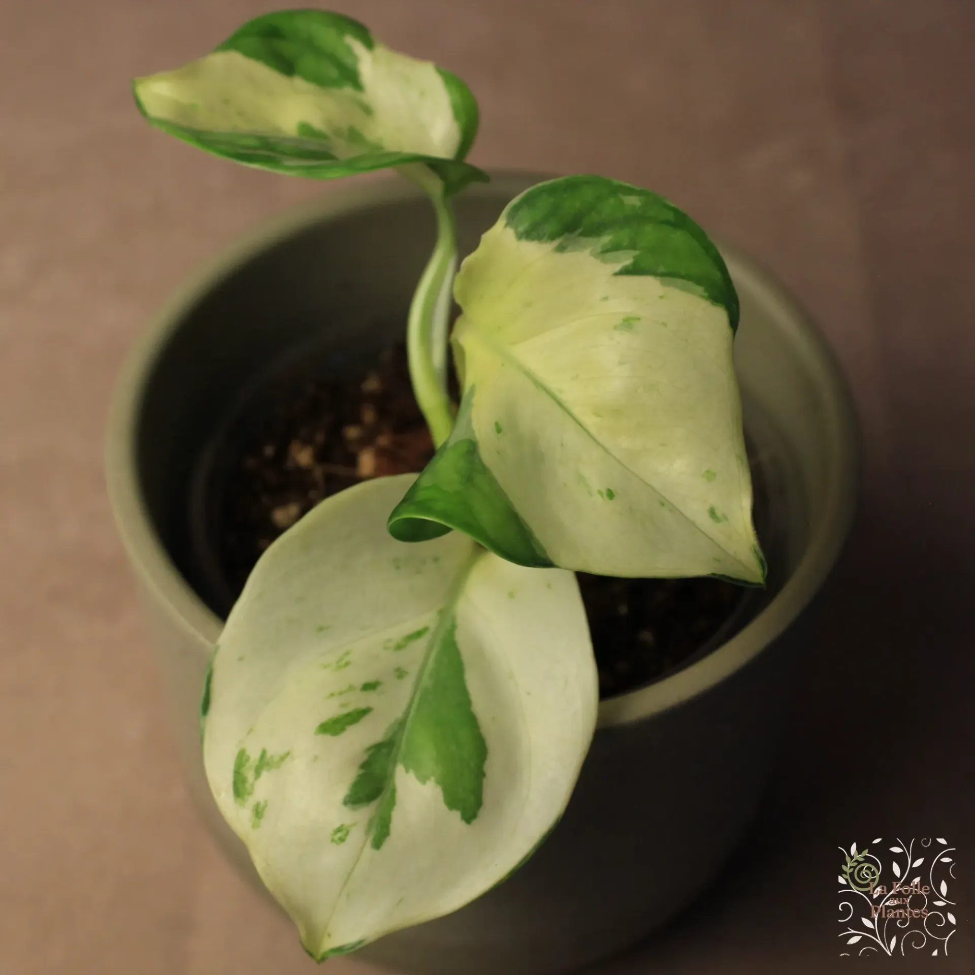 Pothos Manjula