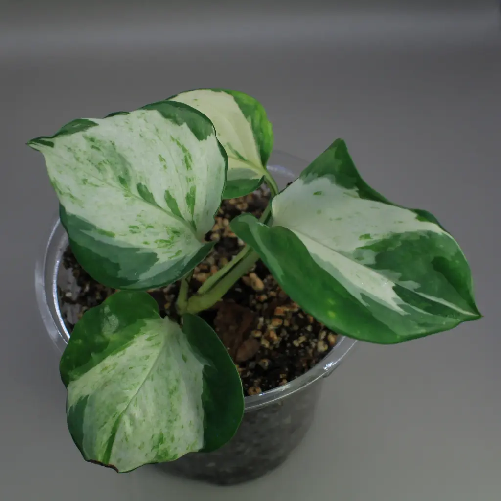 Pothos Manjula