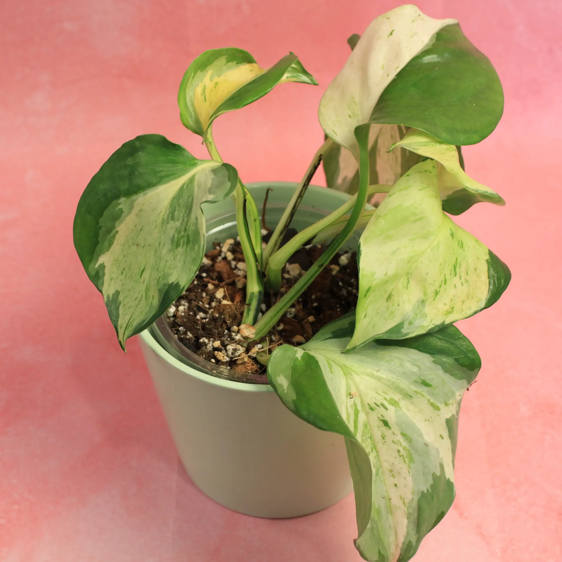 Pothos Manjula