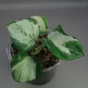 Pothos Manjula