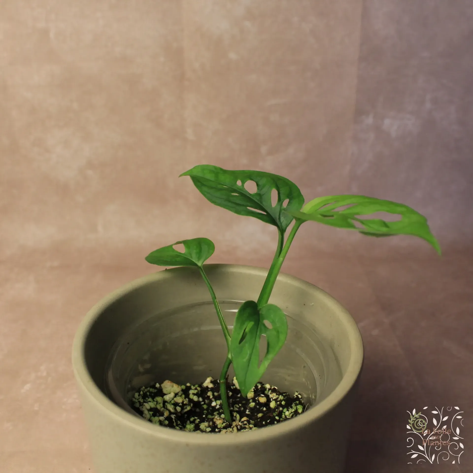 Monstera Esqueleto