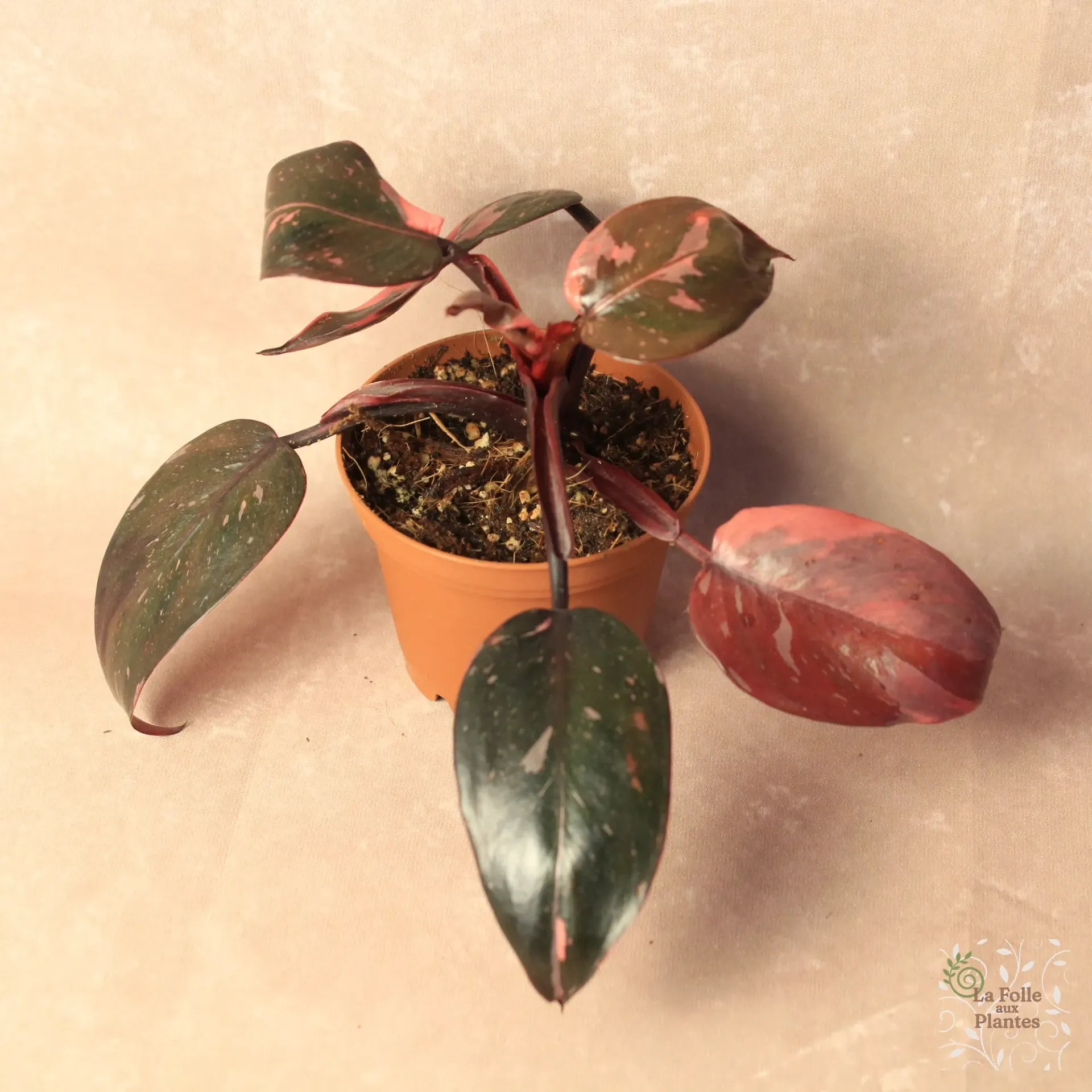 Philo Pink Princess Marble