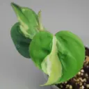 Philo Silver Stripes