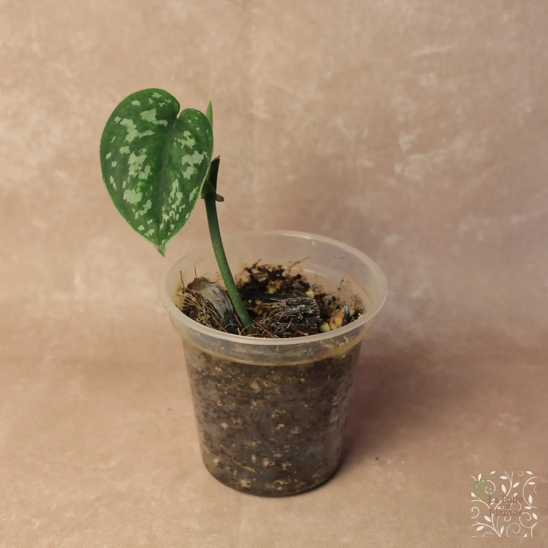 Scindapsus Matcha - REVERTED