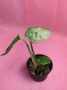 Scindapsus White Monster