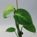 Scindapsus White Monster