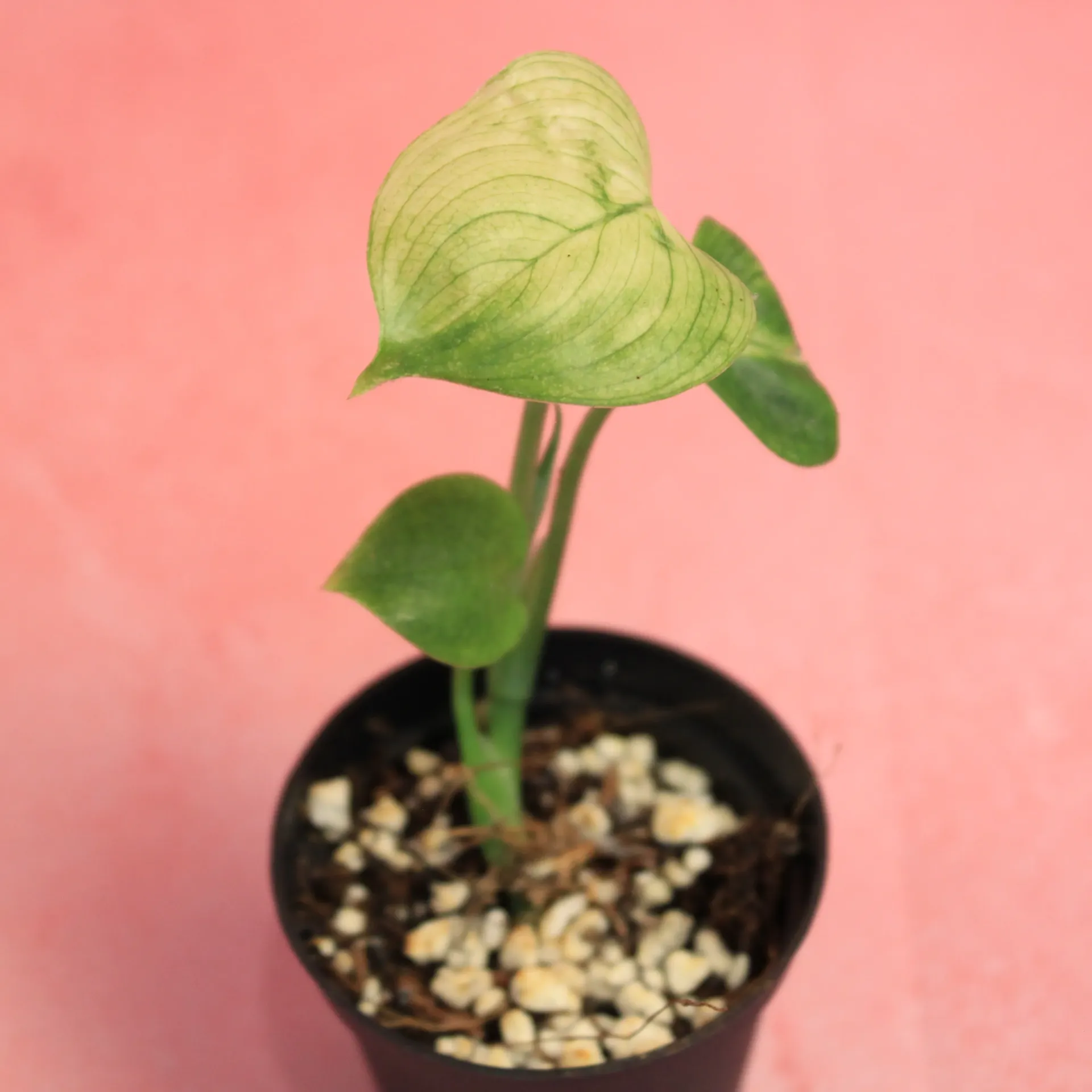 Scindapsus White Monster