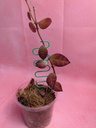 Hoya Walliniana