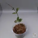Hoya Walliniana