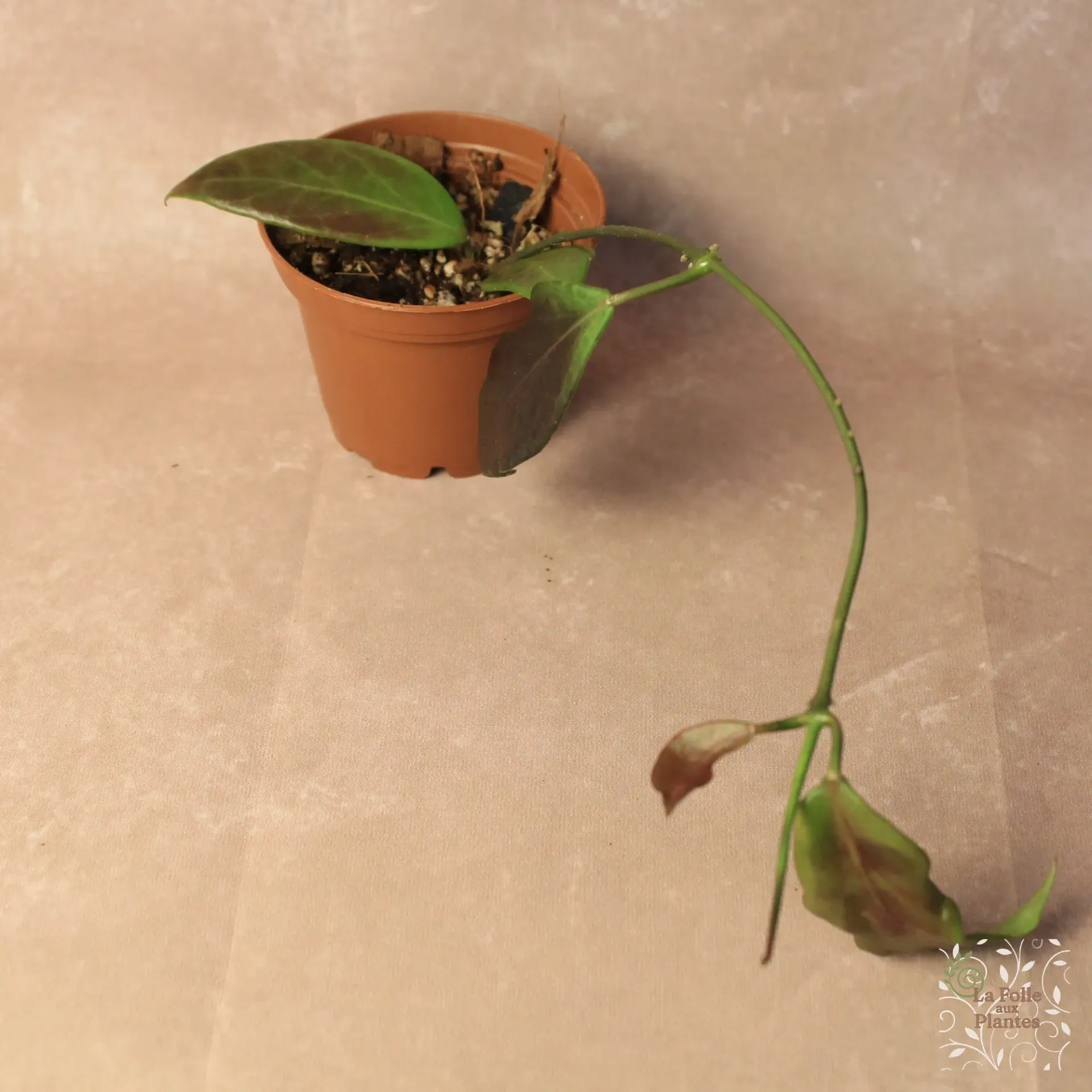 Hoya Flavida