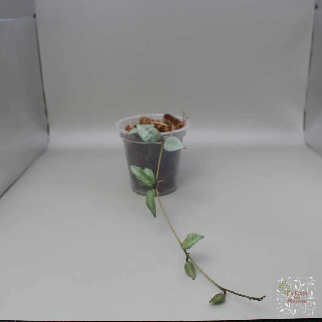 Hoya Lacunosa Silver