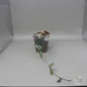 Hoya Lacunosa Silver