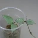 Hoya Lacunosa Silver