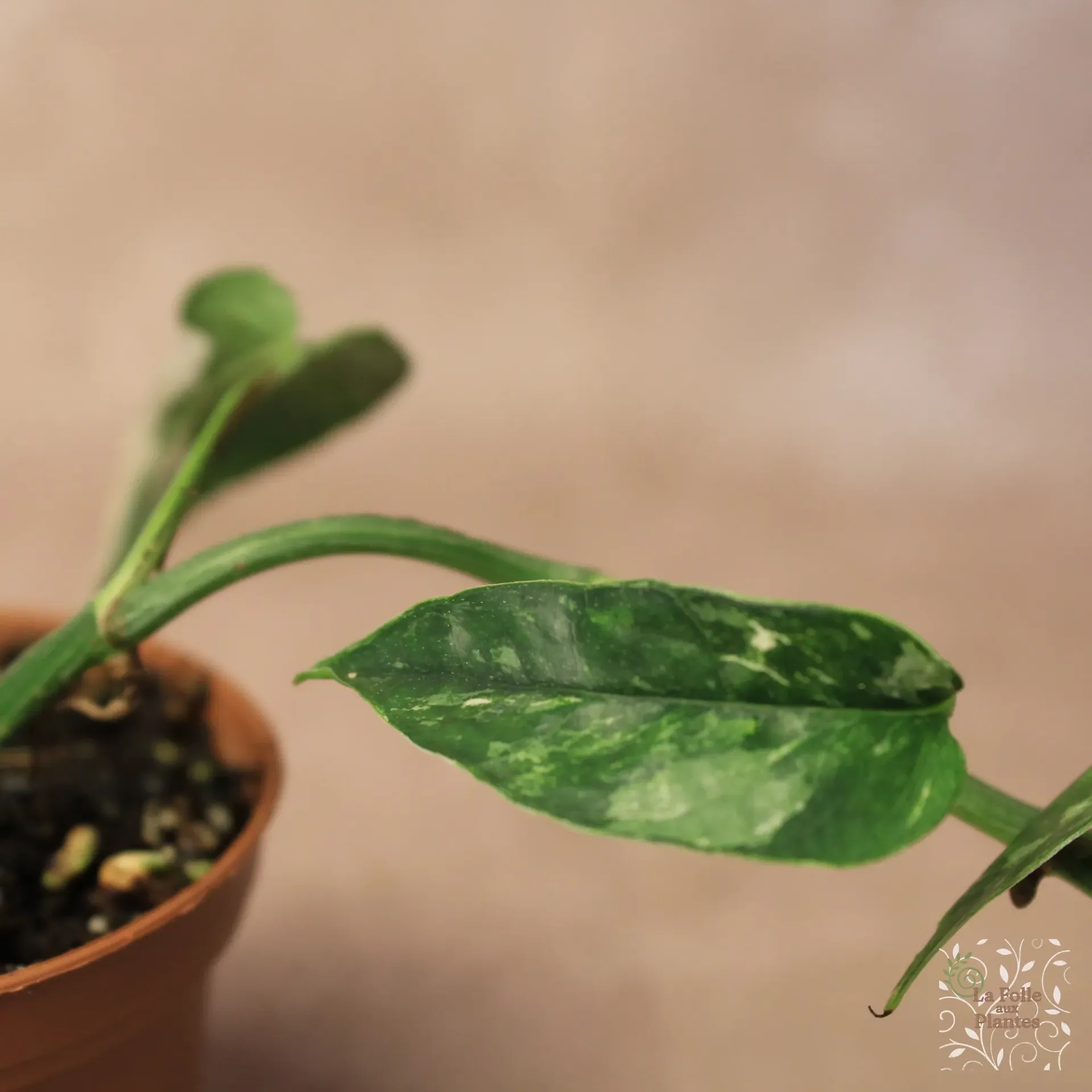 Epipremnum Pinnatum Albo