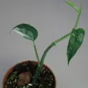 Epipremnum Pinnatum Albo