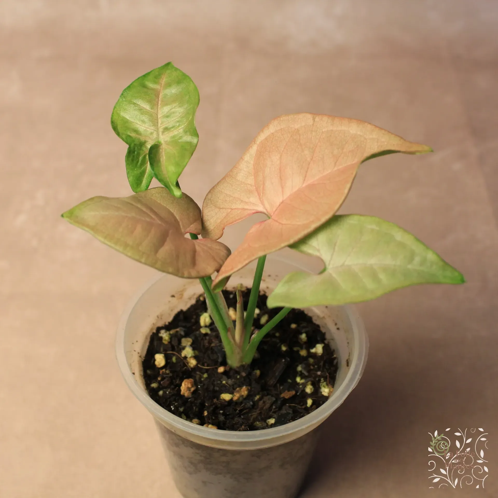 Syngonium Neon