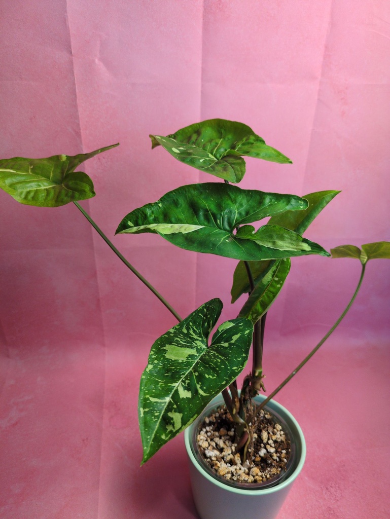 Syngonium Panda Galaxy