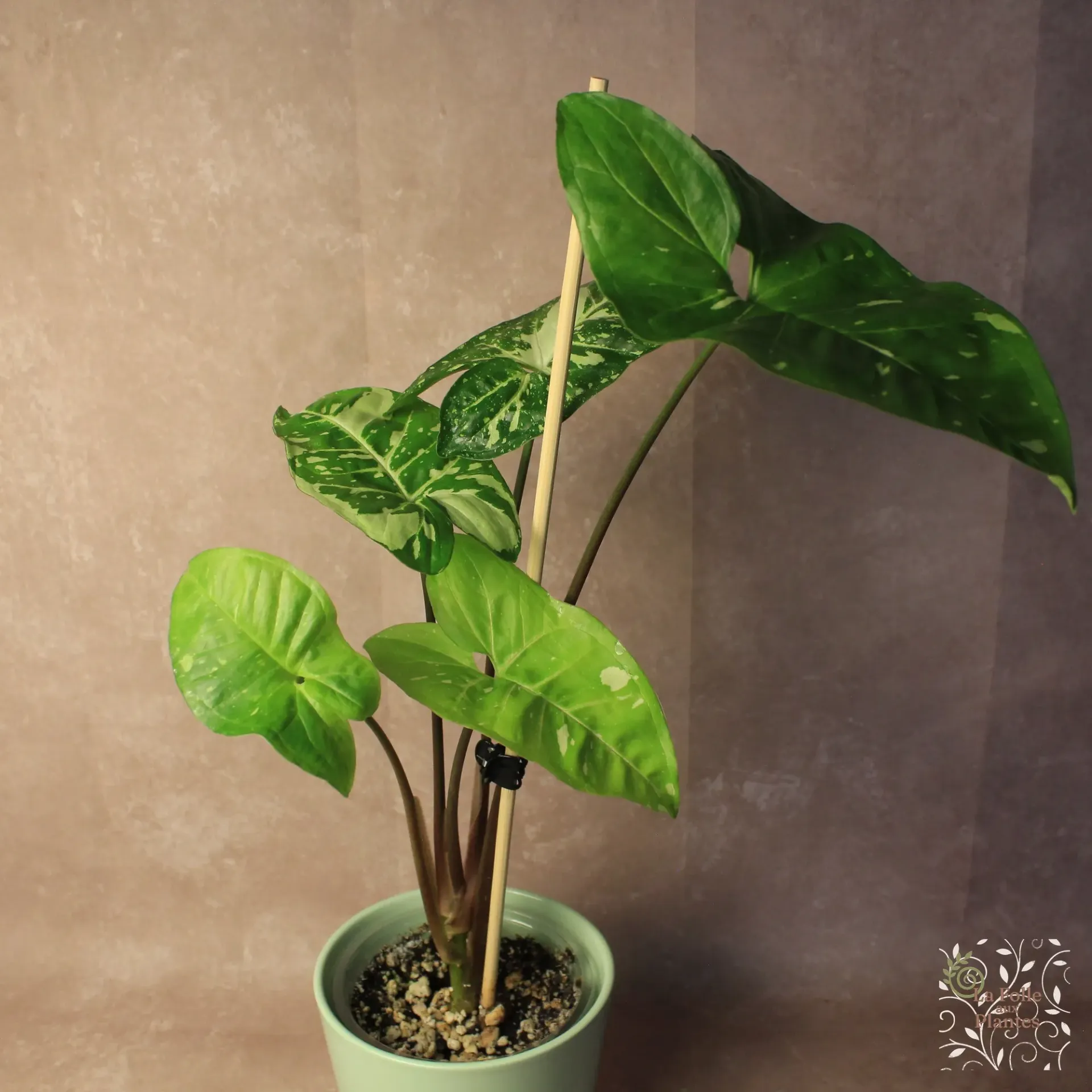 Syngonium Panda Galaxy