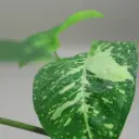 Syngonium Panda Galaxy