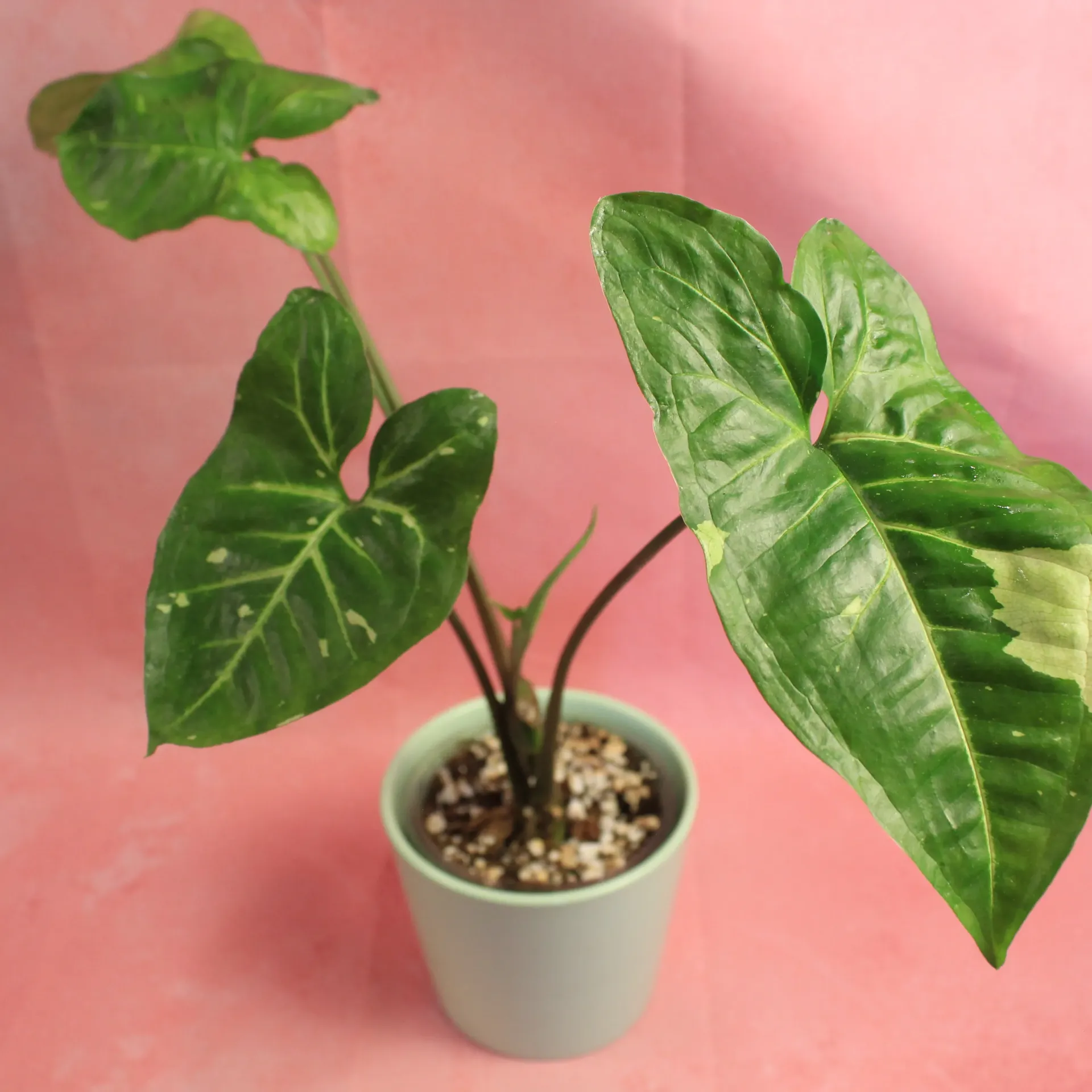 Syngonium Panda Galaxy