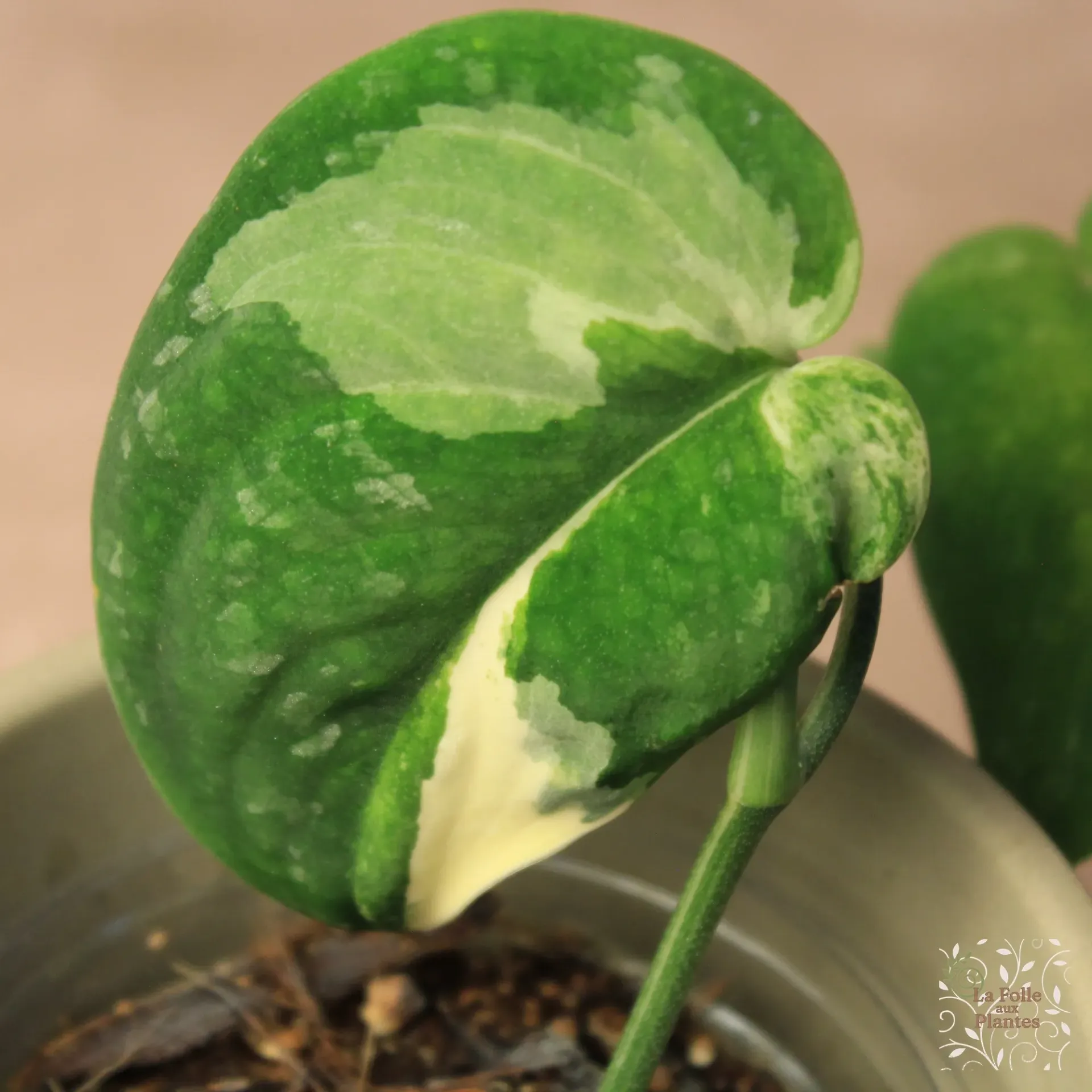 Scindapsus Sadewa