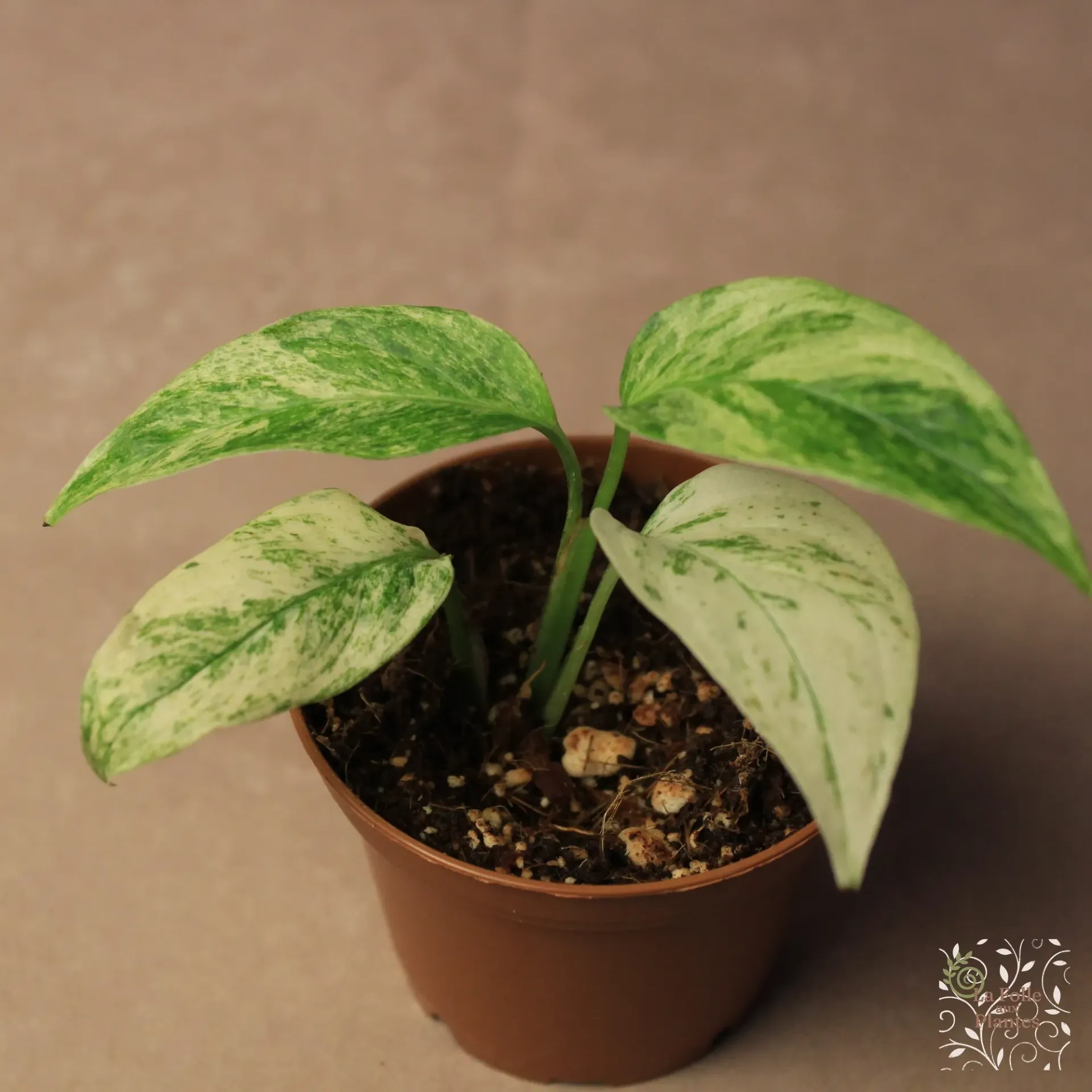 Monstera Laniata Mint