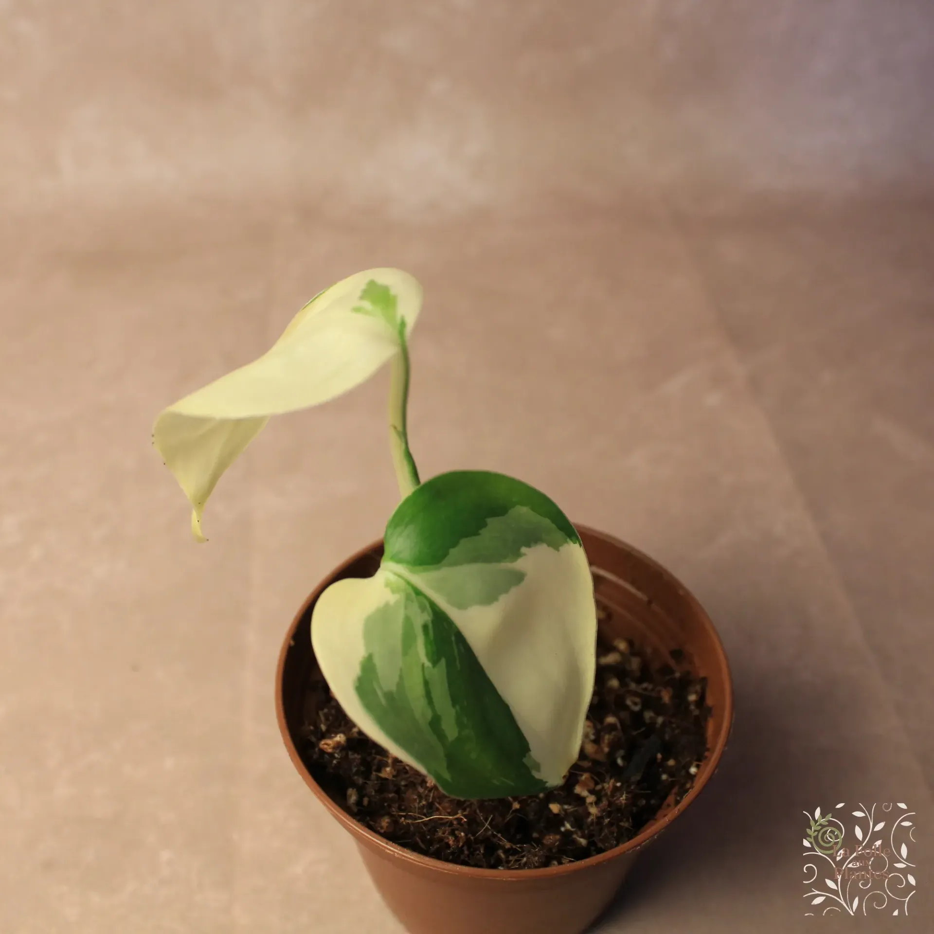 Scindapsus Blue Albo