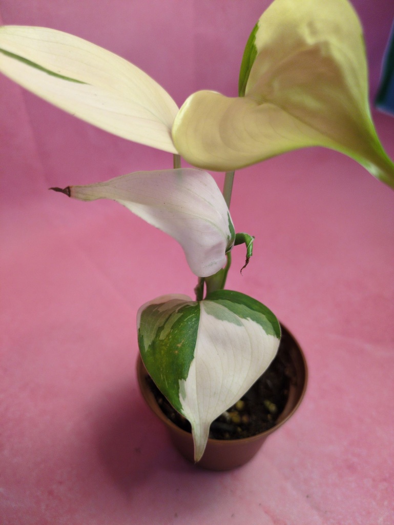 Scindapsus Blue Albo