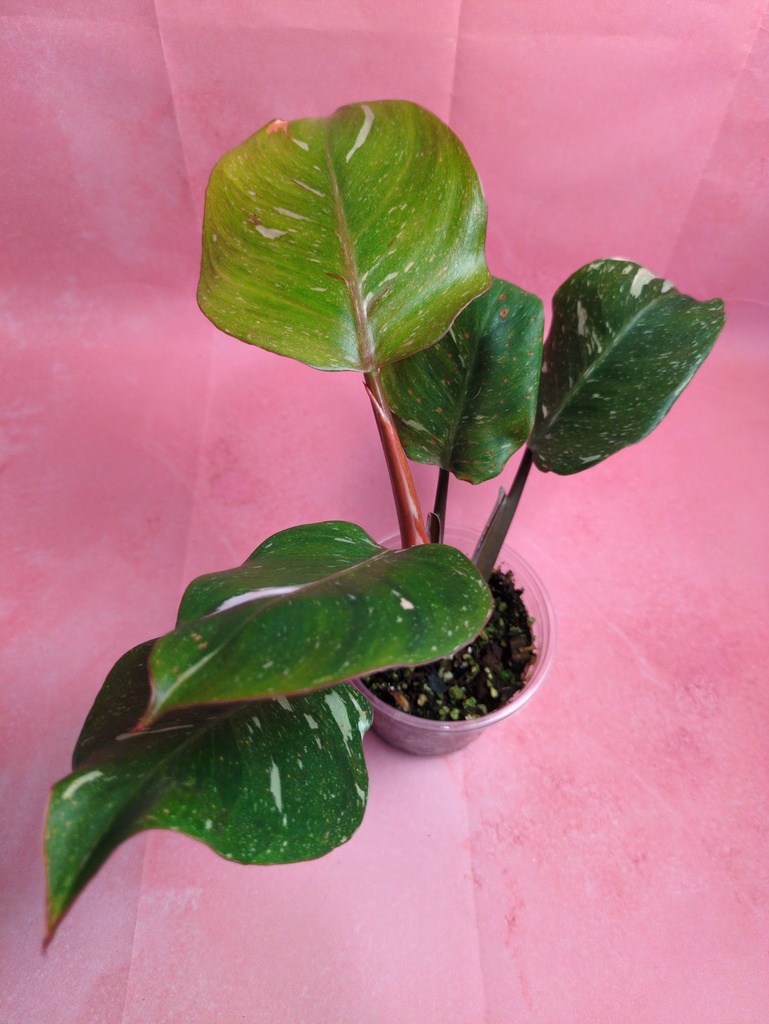 Philo White Knight Marble King
