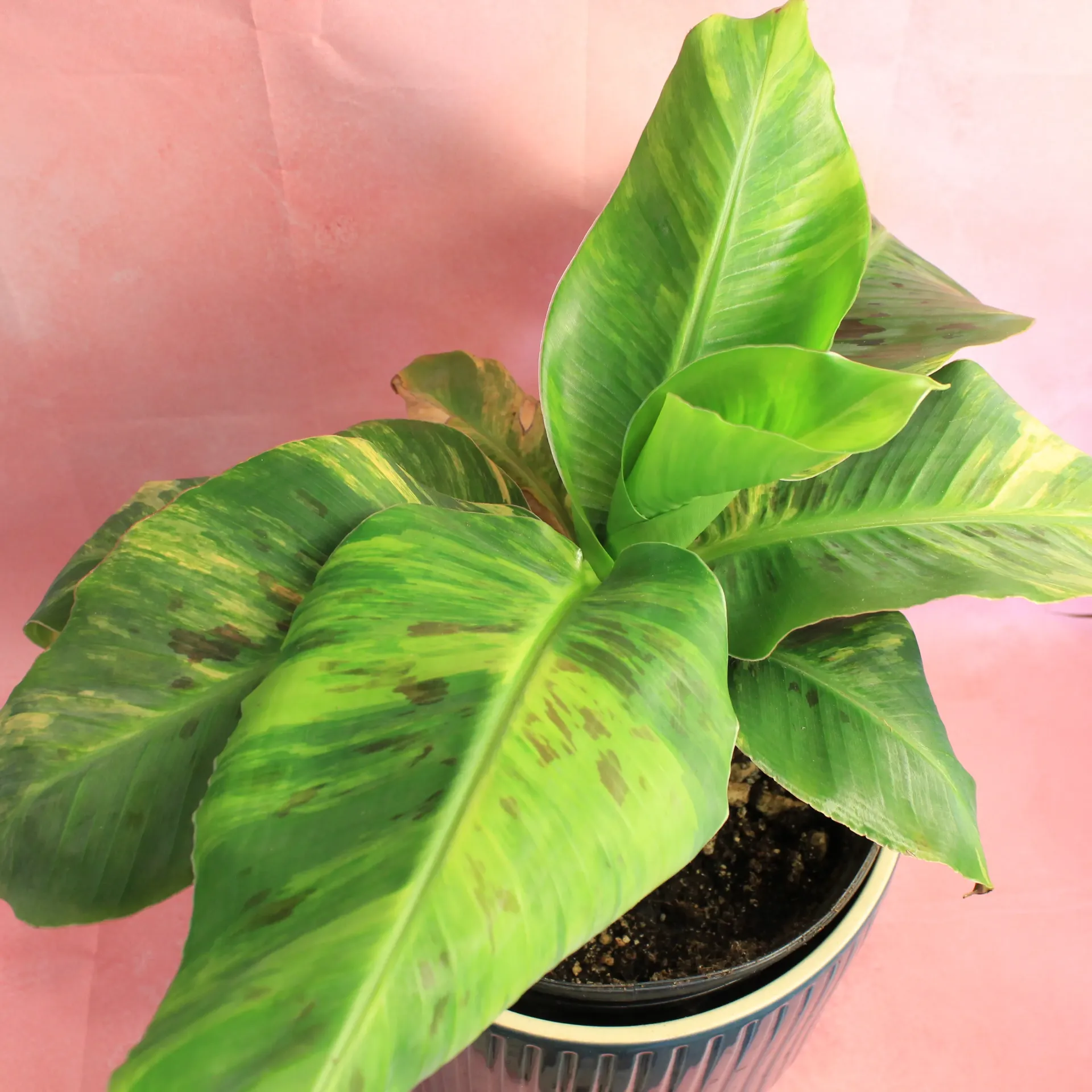 Bananier Aurea